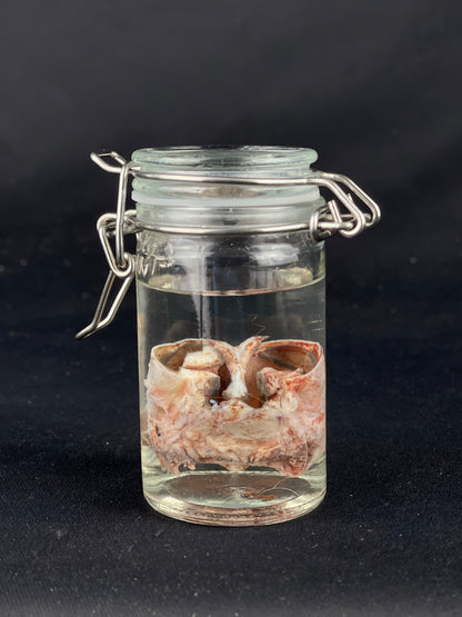 Reserved for Amaranth Arts -  Wet Specimen Gray Wolf Nose Cartilage