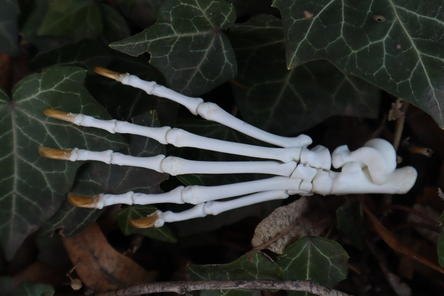 Raccoon Paw Articulation