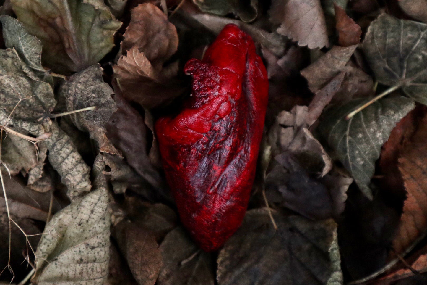 Dry Preserved Lamb Heart