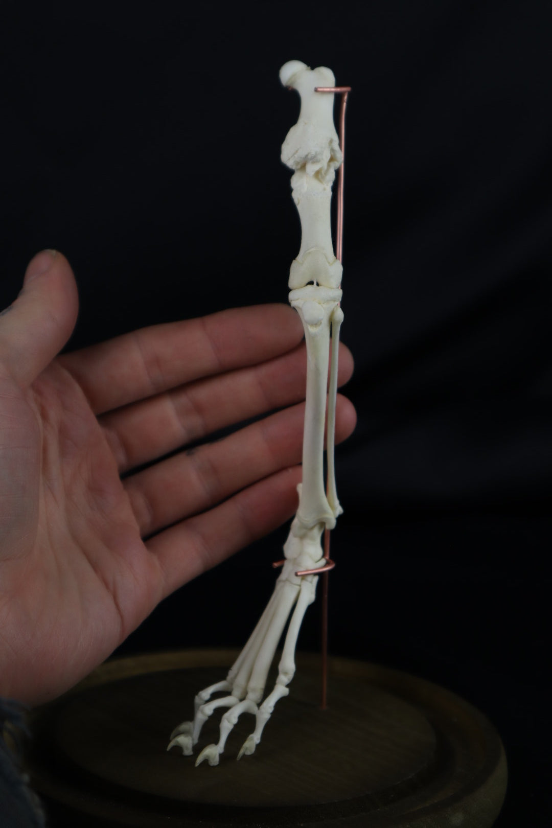 Pathological Domestic Kitten Leg Articulation