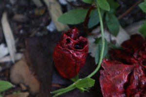 Reserved for Brandon - Dry Preserved Juvenile Bobcat Heart and Lungs