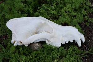 Reserved for Andie - Geriatric Gray Wolf Skull