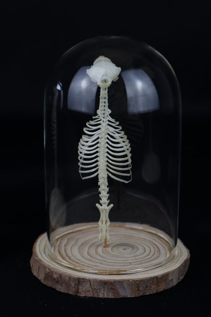 Mole Skull and Articulated Spinal Column