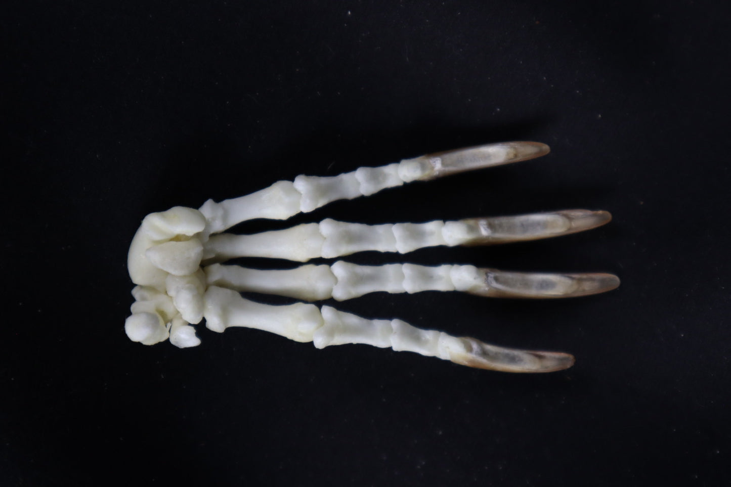 Porcupine Paw Articulation