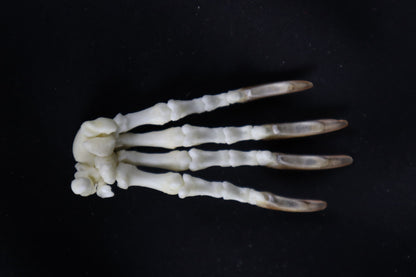 Porcupine Paw Articulation