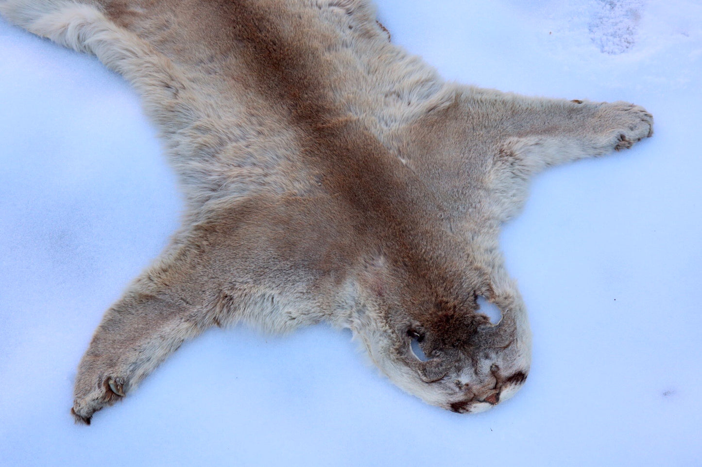 Lifesize Mountain Lion Pelt - Refurbished 1950s Vintage