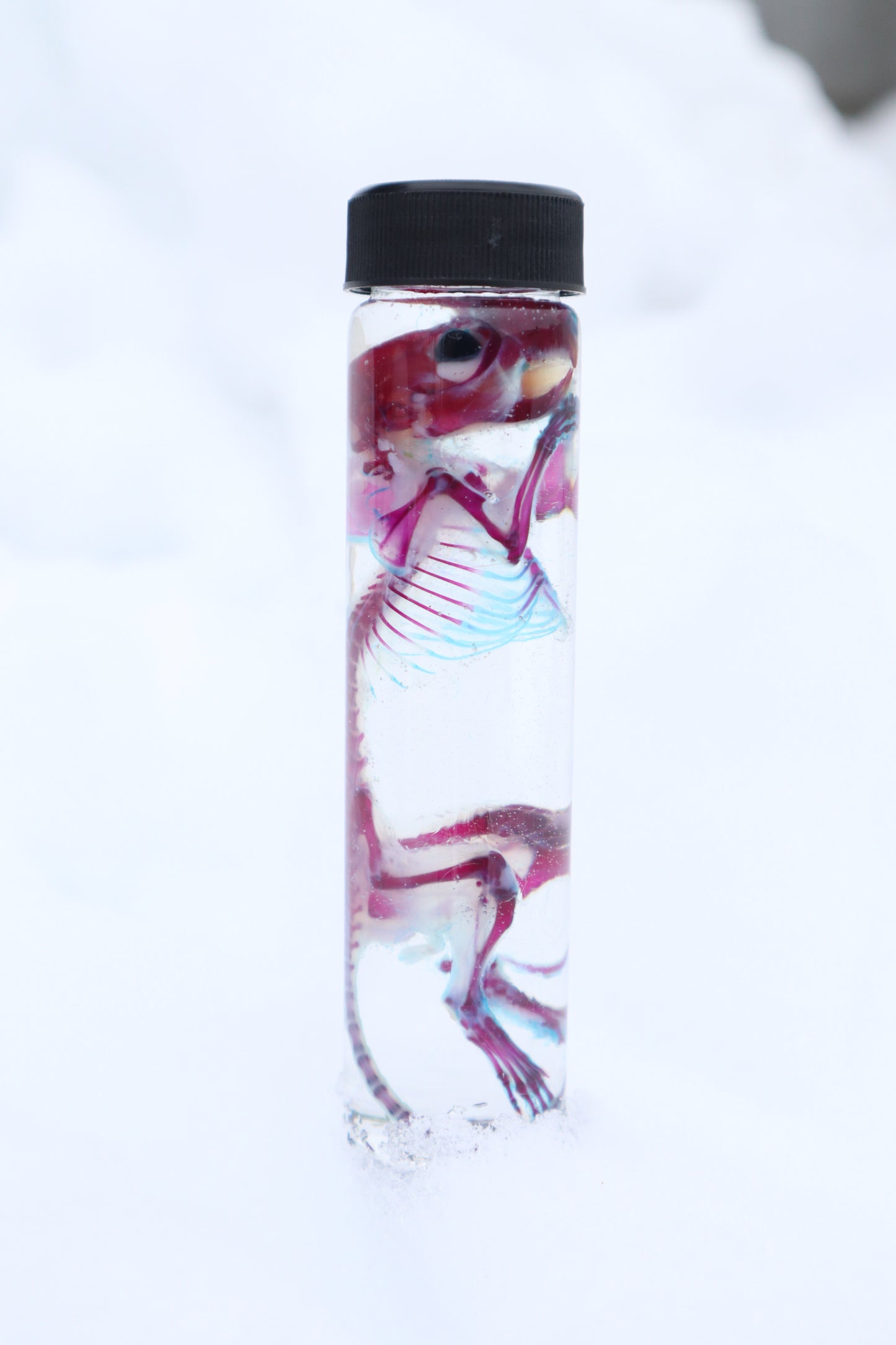 Diaphonized Juvenile African Soft Fur Rat
