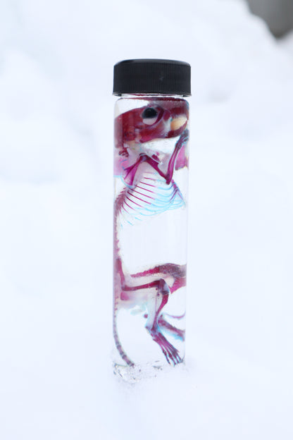 Diaphonized Juvenile African Soft Fur Rat