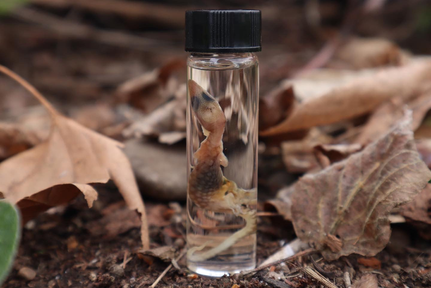 Baby Red Ackie Monitor Wet Specimen