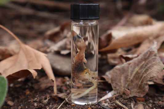 Baby Red Ackie Monitor Wet Specimen