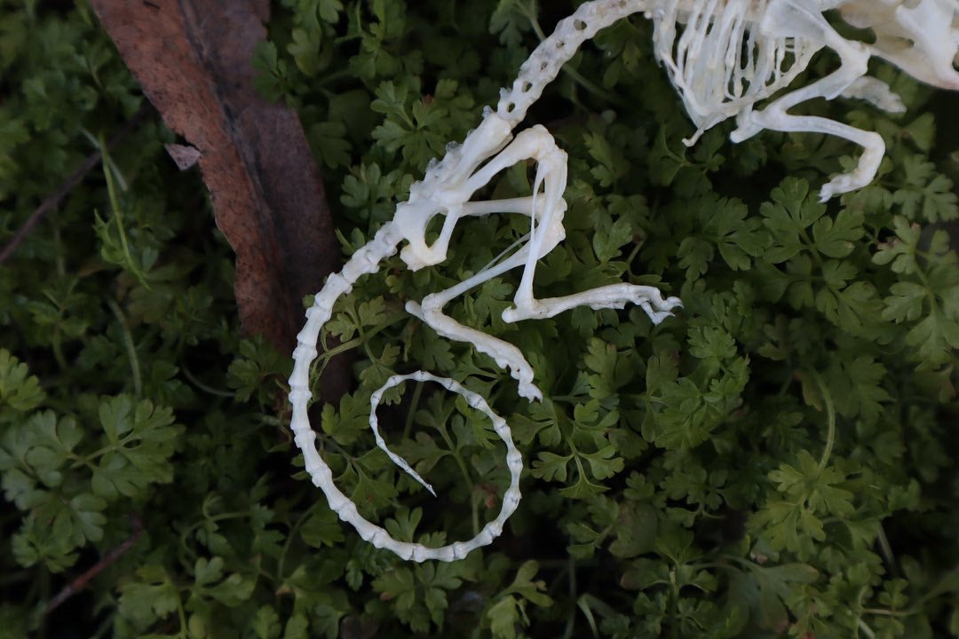 Reserved for Liz - Mouse Skeleton Articulation