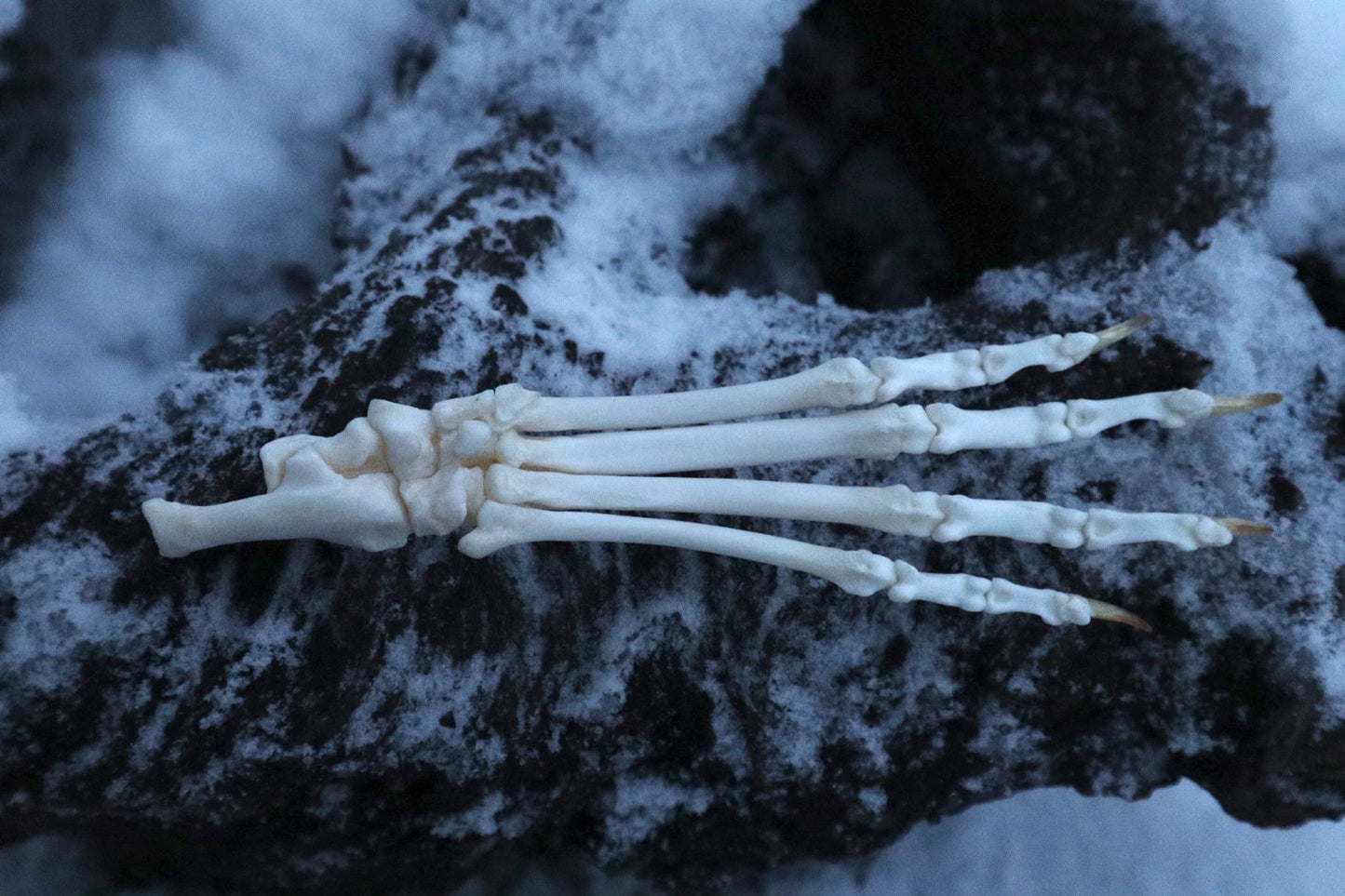 Bobcat Paw Articulation