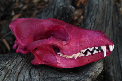 Reserved for Denise - Naturally Stained Coyote Skull