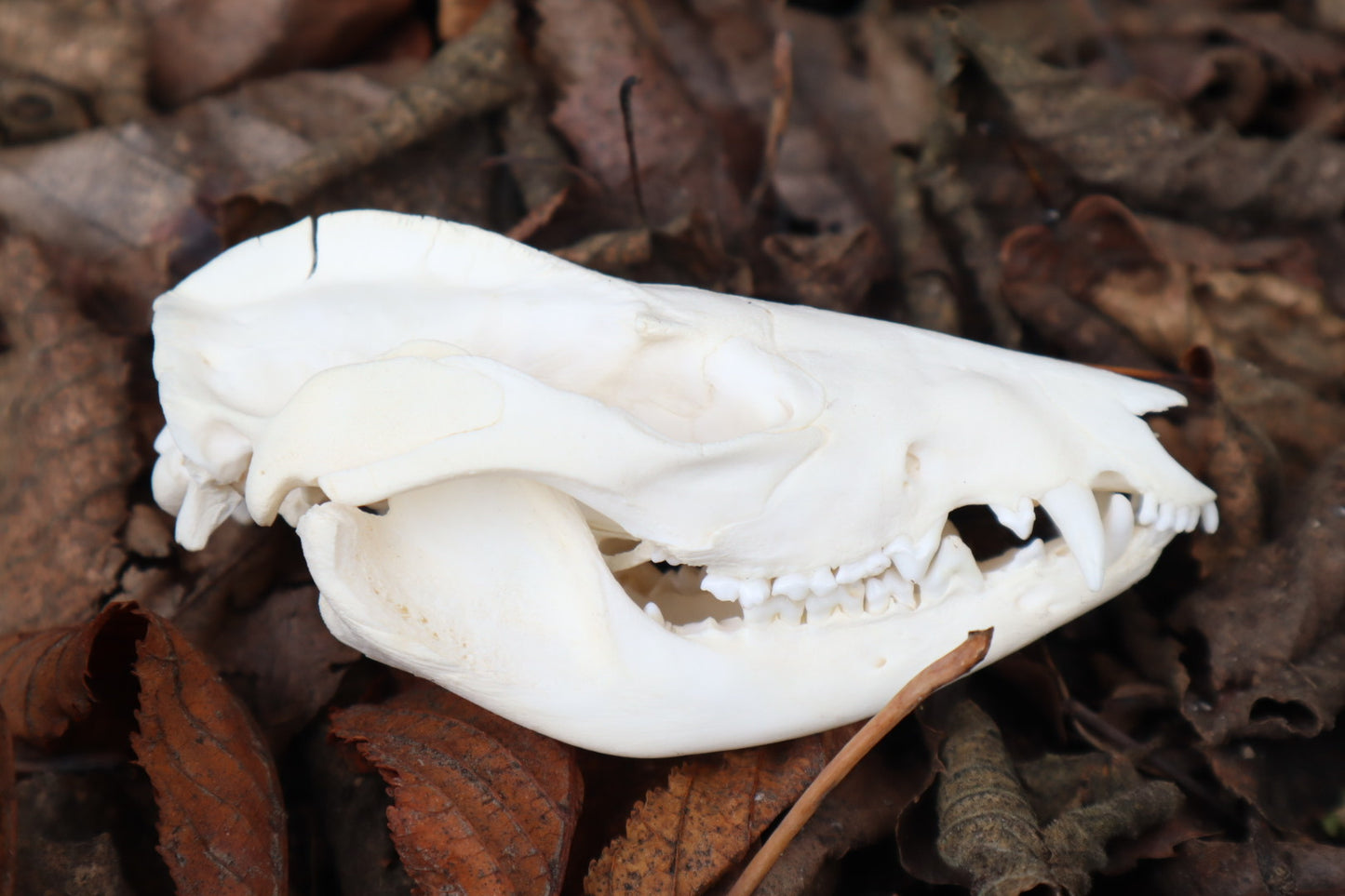 Opossum Skull