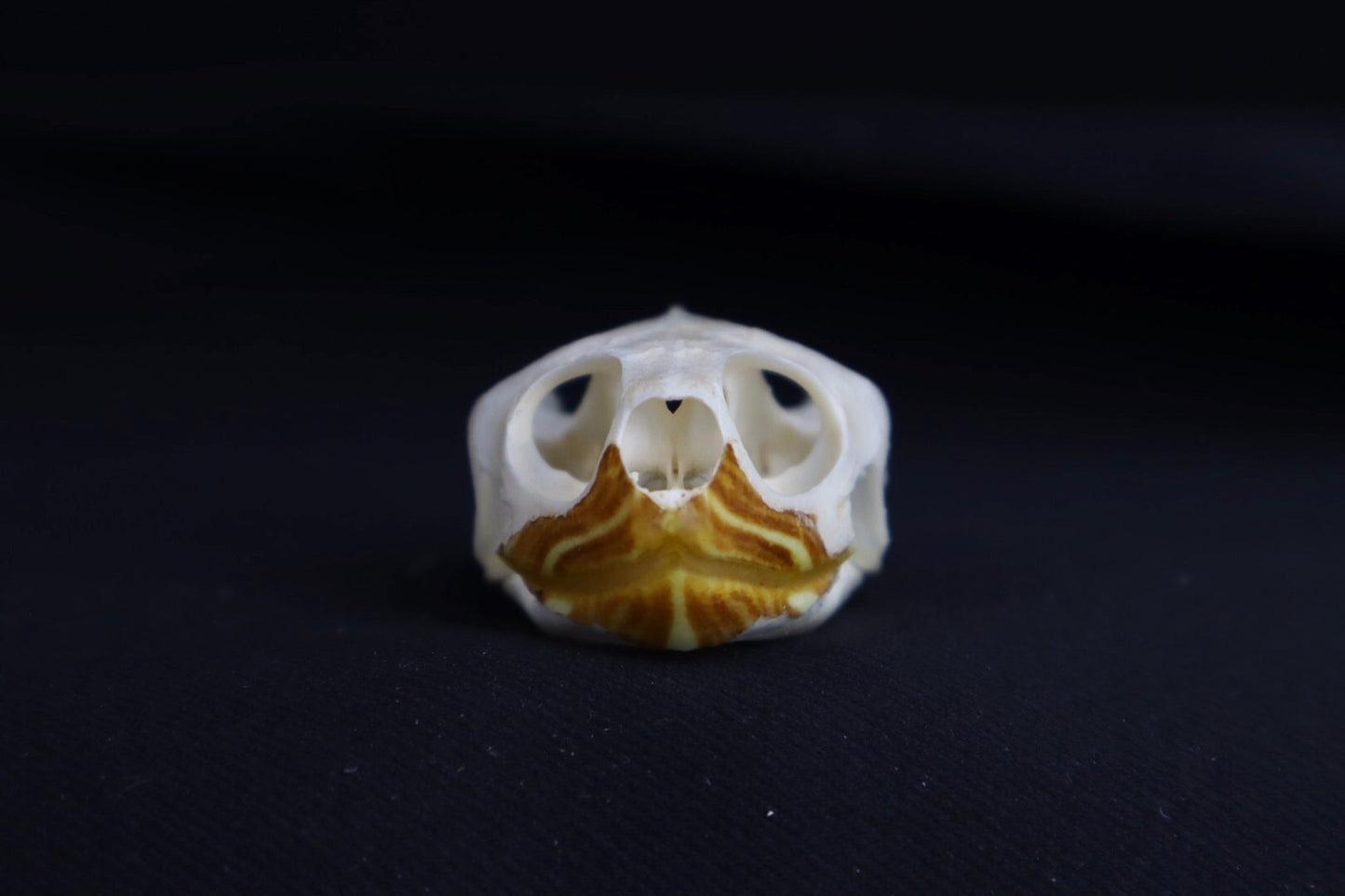 Red Eared Slider Skull