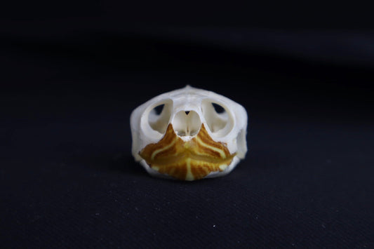 Red Eared Slider Skull