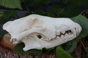 Gray Wolf Skull