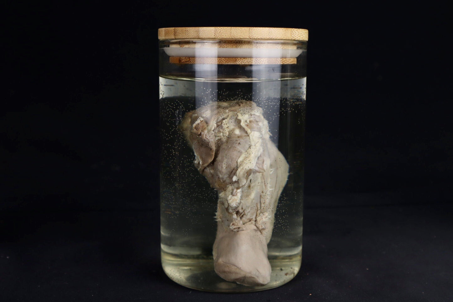 Domestic Goat Tongue Wet Specimen