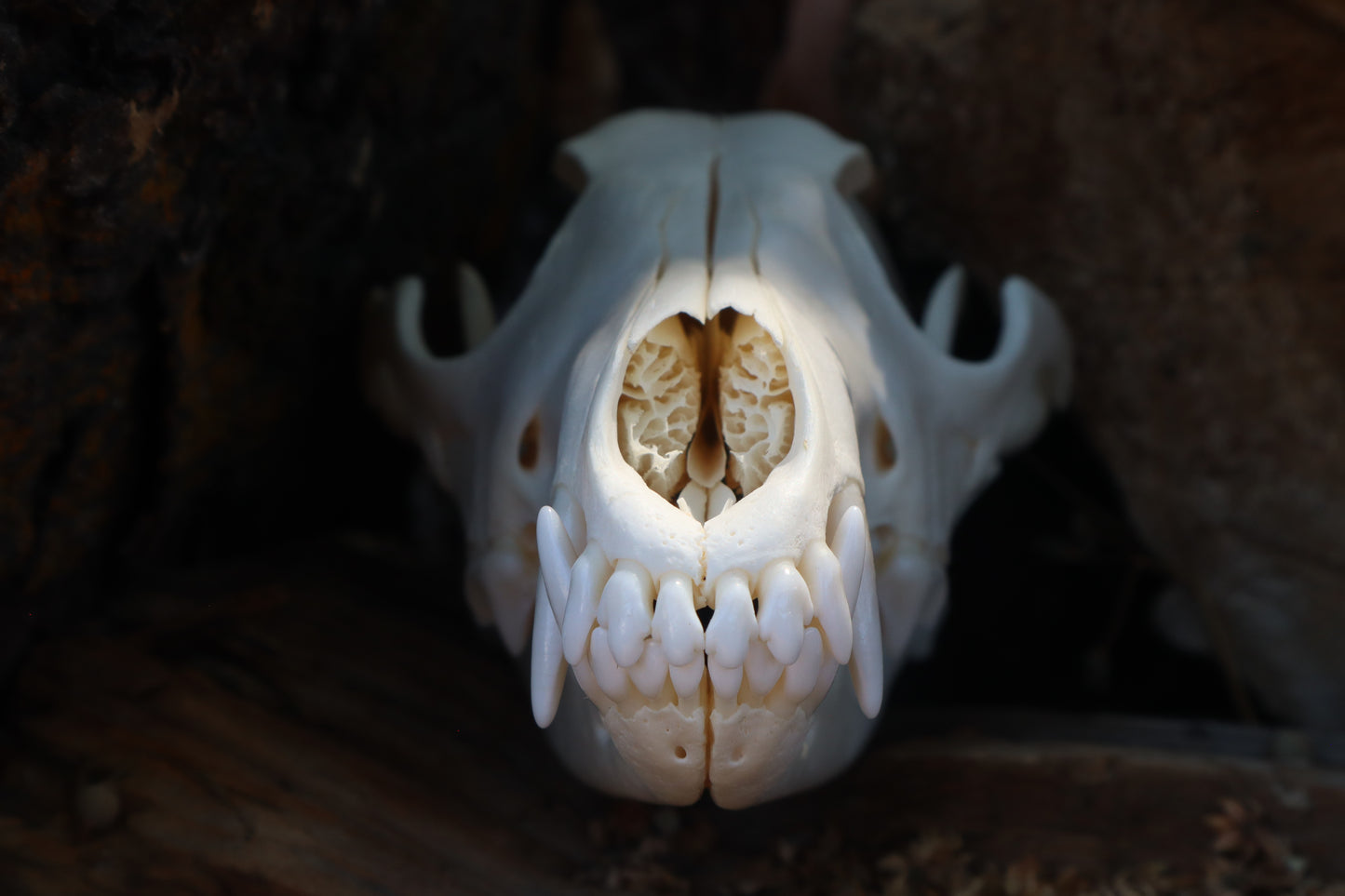 Coyote Skull