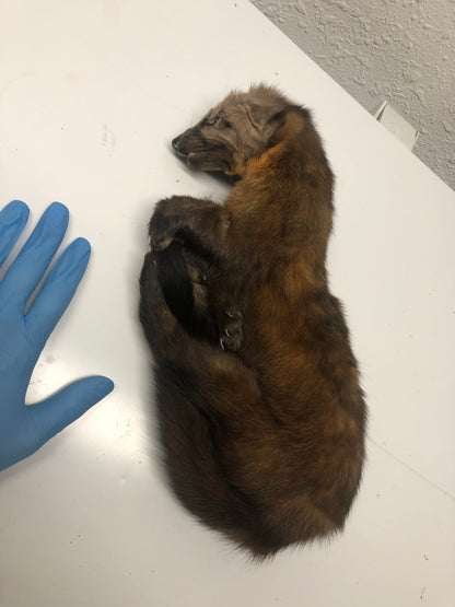 Reserved for Mercury - Frozen Whole Pine Marten