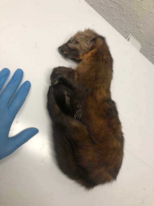Reserved for Mercury - Frozen Whole Pine Marten