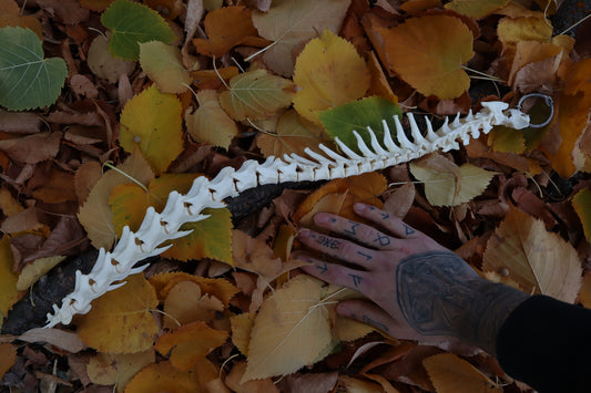 Reserved for Devyn - Bobcat Spinal Column Articulation