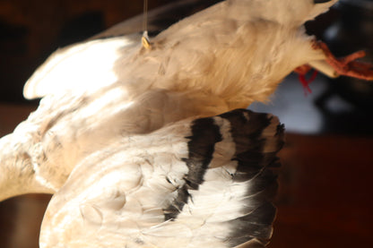 Taxidermy Pigeon