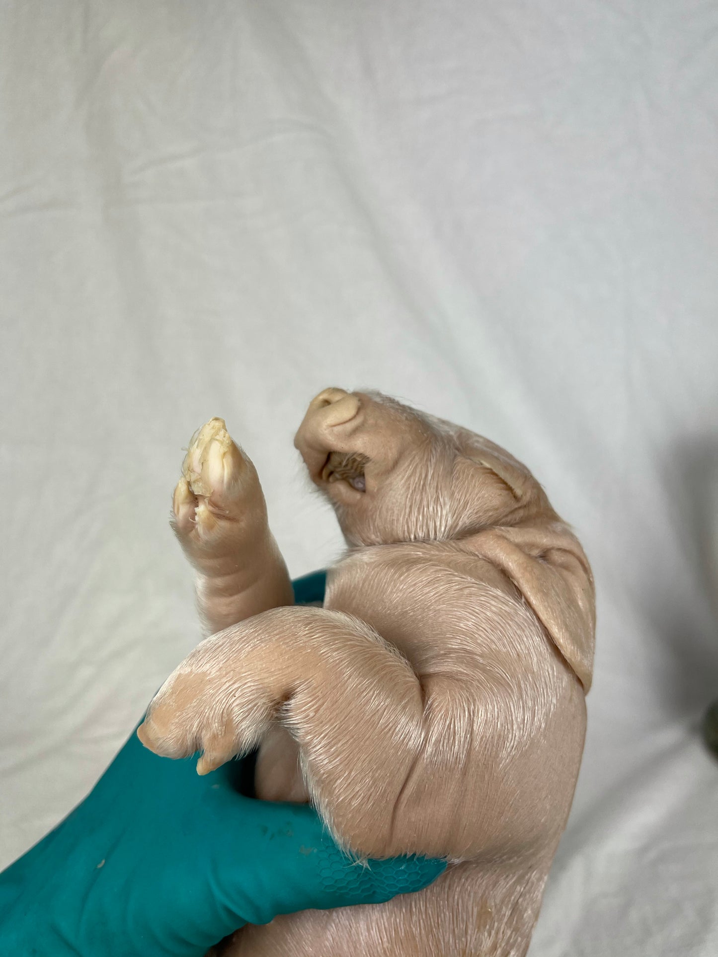 Reserved For Mariah - Wet Specimen Piglet with Congenital Disorders