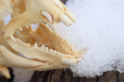 Reserved For Jared - Wrasse Fish Skull