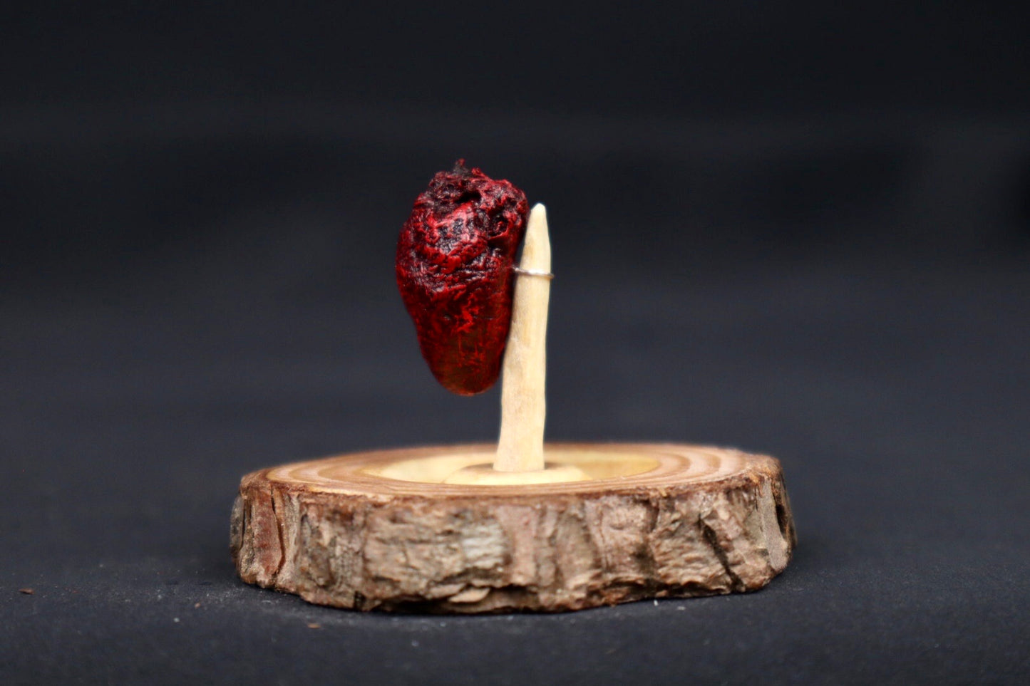 Dry Preserved Pigeon Heart in Glass Dome