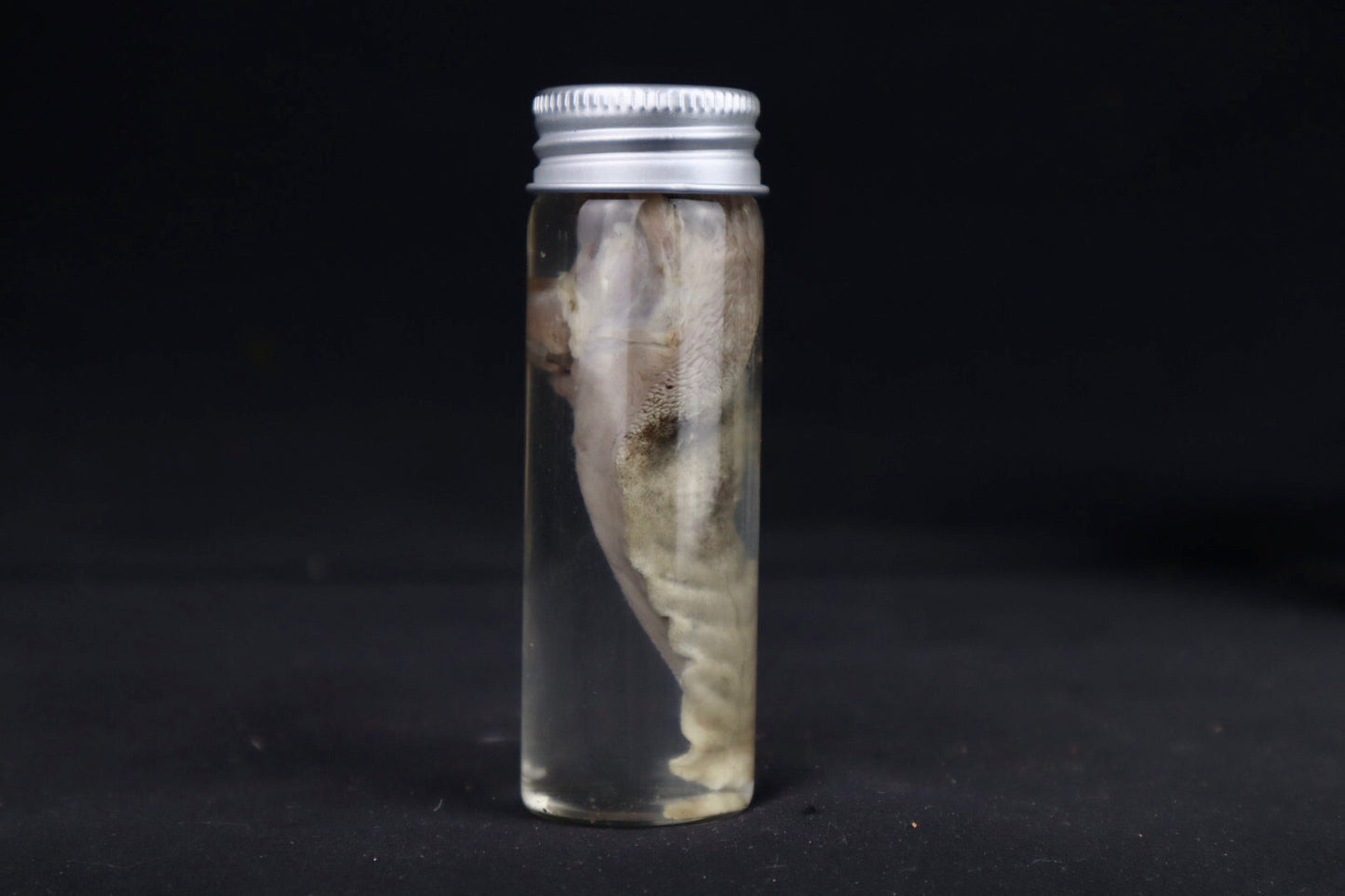 Red Fox Tongue Wet Specimen