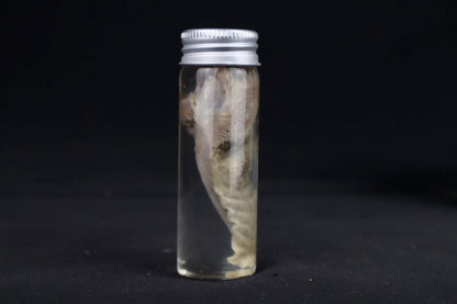 Red Fox Tongue Wet Specimen