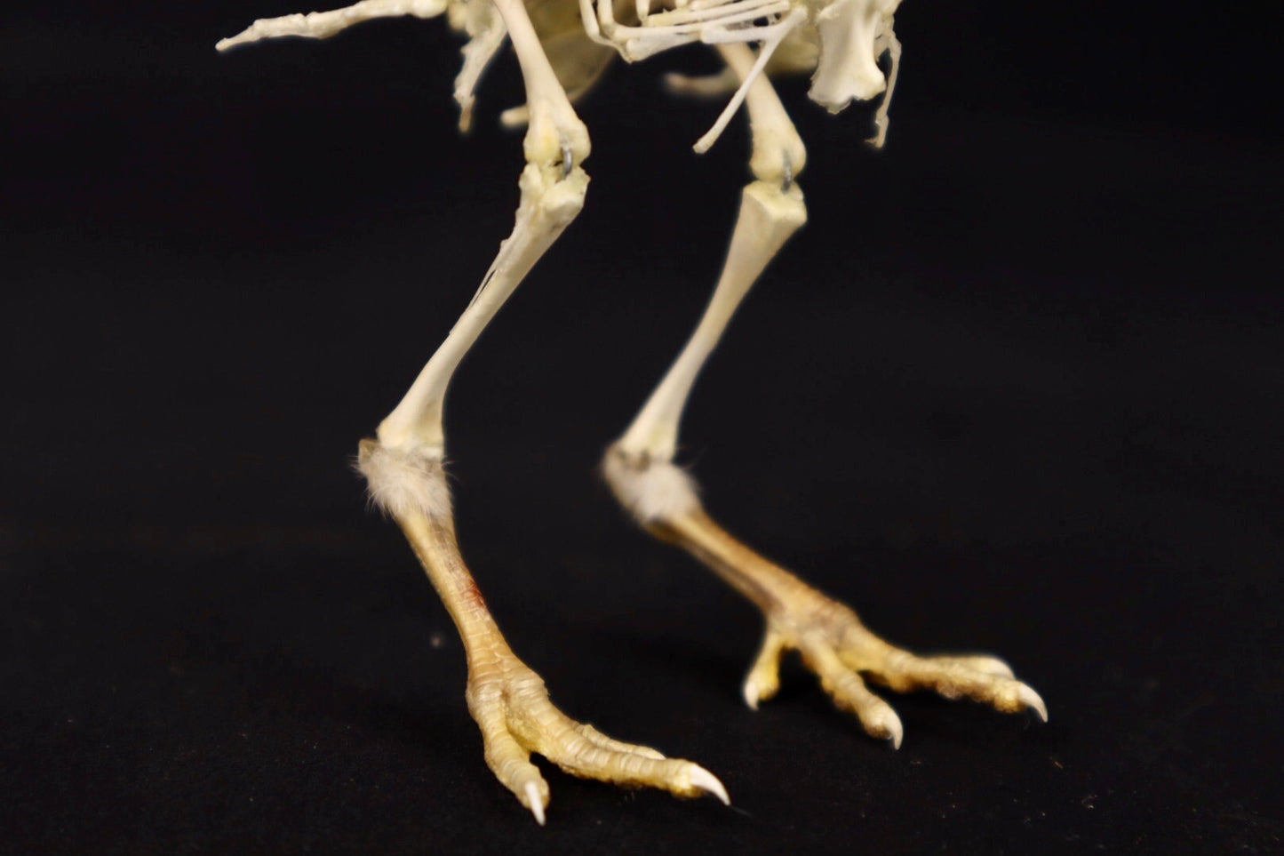 Sub-Adult Chicken Articulation in Glass Display Case