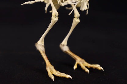 Sub-Adult Chicken Articulation in Glass Display Case