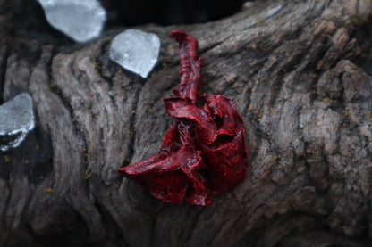 Dry Preserved Cottontail Rabbit Heart and Lungs