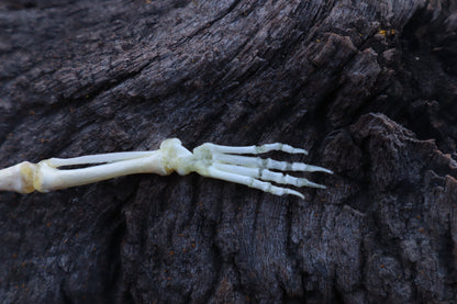 Stillborn Kitten Leg Articulation