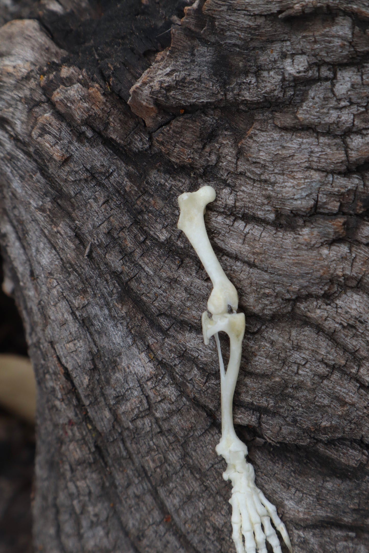 Mole Leg Articulation