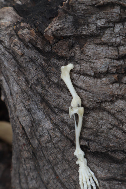 Mole Leg Articulation