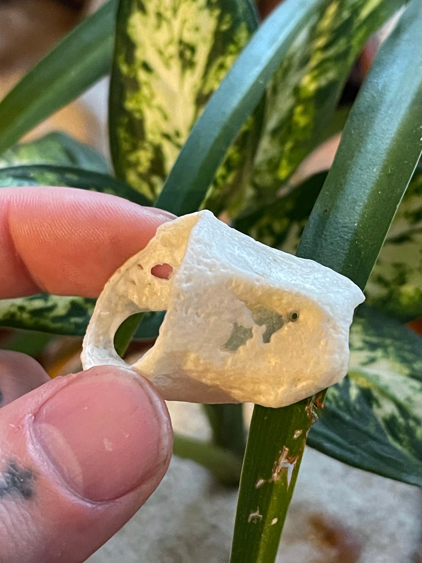 Reserved for Cheetahgirl33 - Gray Wolf Throat Cartilage