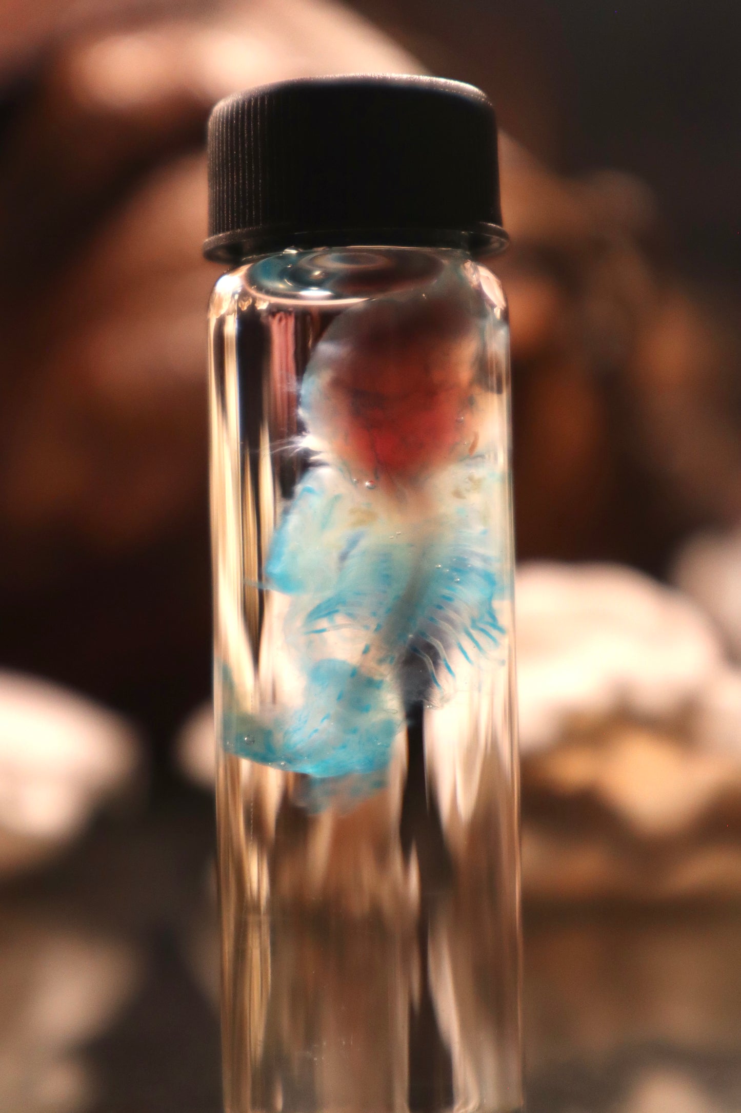 Diaphonized Fetal Cottontail Rabbit