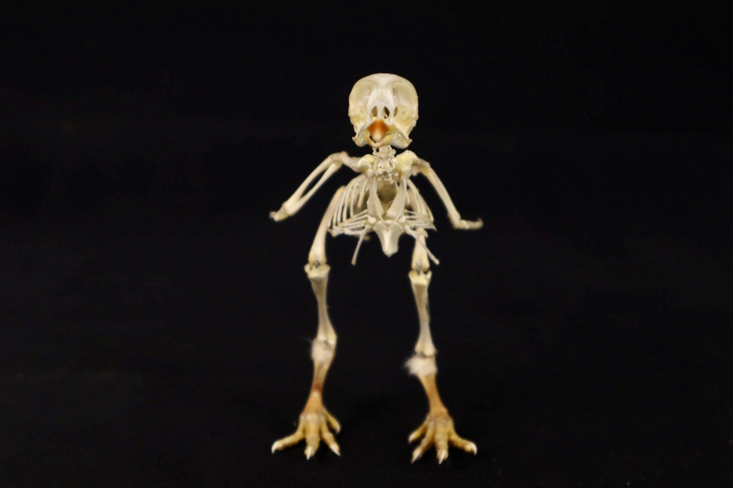 Sub-Adult Chicken Articulation in Glass Display Case