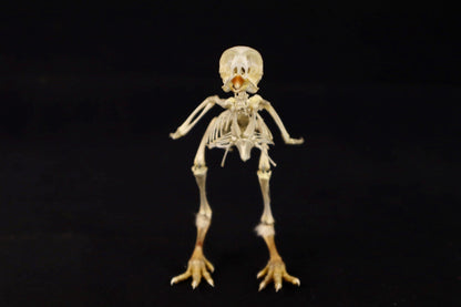 Sub-Adult Chicken Articulation in Glass Display Case