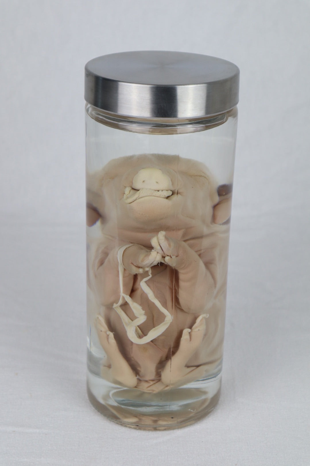 Wet Specimen Piglet with Congenital Disorders