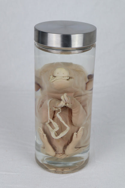 Wet Specimen Piglet with Congenital Disorders