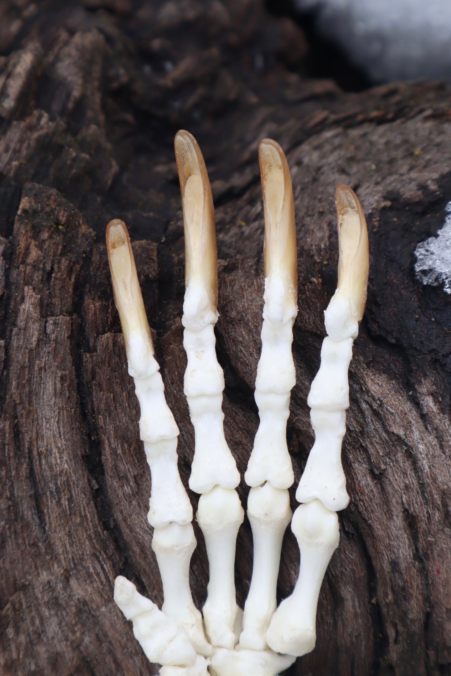 Porcupine Paw Articulation