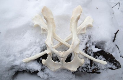 Reserved for Shayne - Gray Wolf Bones