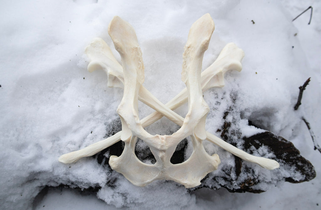 Reserved for Shayne - Gray Wolf Bones