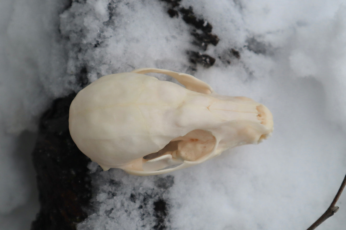 Craft Pathological Raccoon Skull