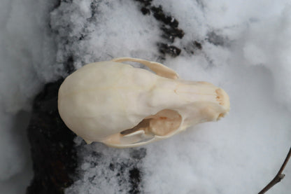 Craft Pathological Raccoon Skull