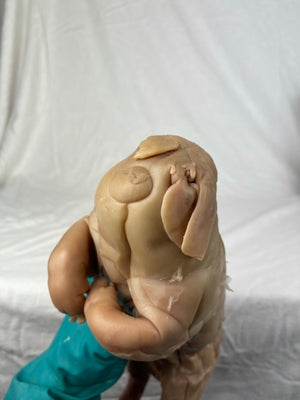 Reserved For Mariah - Wet Specimen Piglet with Congenital Disorders